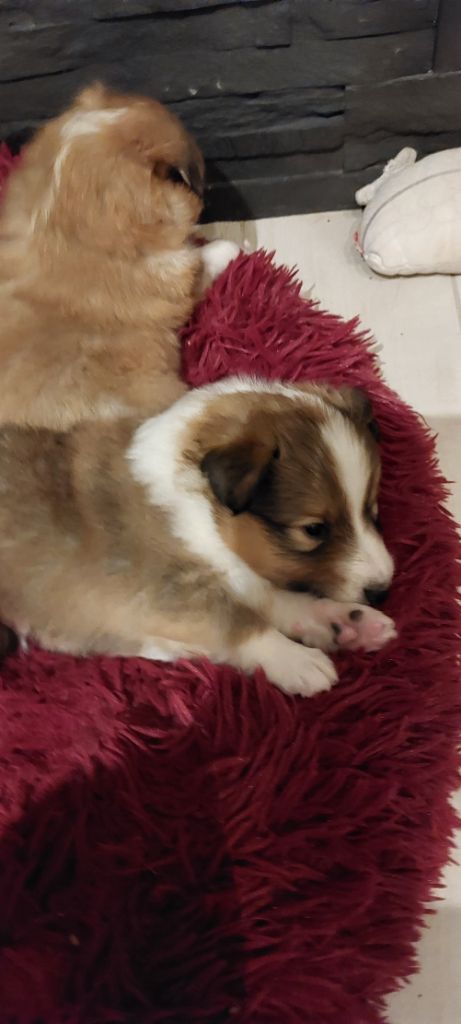 du domaine du Jaunay - Chiot disponible  - Shetland Sheepdog