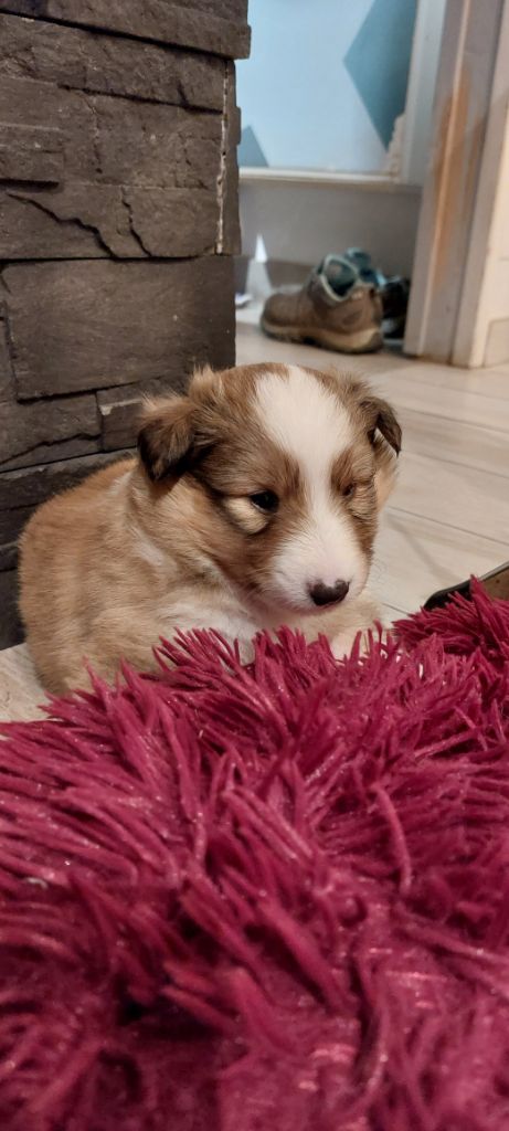 du domaine du Jaunay - Chiot disponible  - Shetland Sheepdog