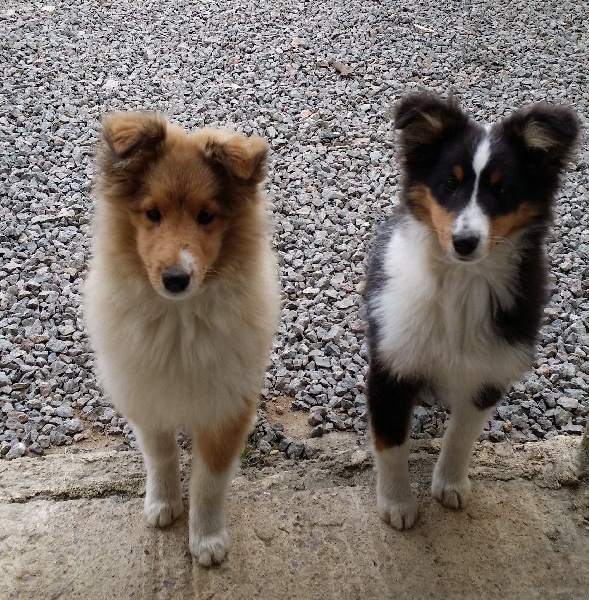 du domaine du Jaunay - Shetland Sheepdog - Portée née le 13/08/2013